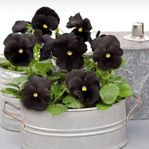 semi viole del pensiero resistenti - decorative, giardino balcone 125pcs