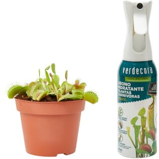 Verdecora Planta Carnívora Dionaea Muscipula + Abono Hidratante Plantas Carnívoras | Venus Atrapamoscas | Planta Insectívora de interior (Maceta Ø12cm)