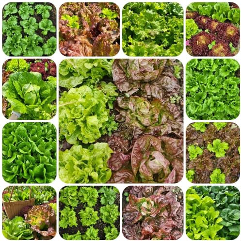 Pflücksalat Samen Winterhart, alte gemüsesorten samen Salatsamen Bio, pflanzensamen, bio saatgut salat samen winterhart samen pflücksalat gemüse saatgut, seltene pflanzen salatsamen 800pcs