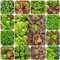 Pflücksalat Samen Winterhart, alte gemüsesorten samen Salatsamen Bio, pflanzensamen, bio saatgut salat samen winterhart samen pflücksalat gemüse saatgut, seltene pflanzen salatsamen 800pcs