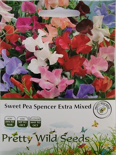 Sweet Pea Spencer Extra Mixed in Pictorial Packet- 30 Seeds