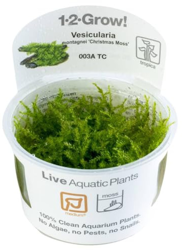 Tropica Vesicularia dubyana 'Christmas' / Navidad musgo 1 - 2-grow Tissue Culture in vitro planta para Acuario Camarón Safe & Caracol libre