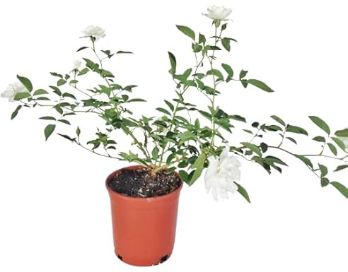 Rosal Exterior Blanco Natural Planta de Jardín que Embellece con su Floración
