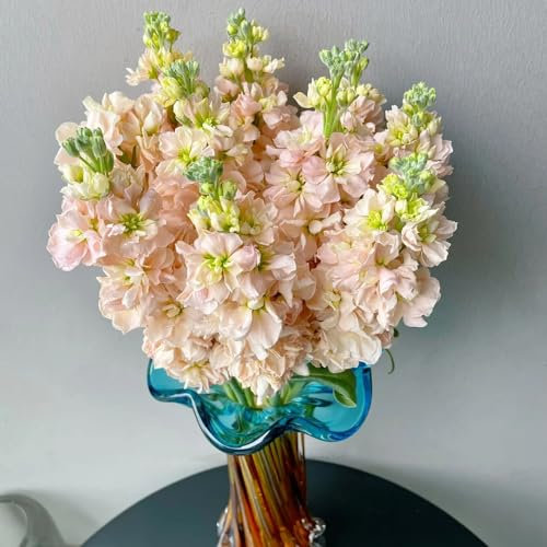 500 pcs veilchensamen（usambaraveilchen） balkon deko blumensamen gastgeschenk duftveilchen samen geschenk garten garten deko balkon blumensamen saatgut hornveilchen samen stauden winterhart