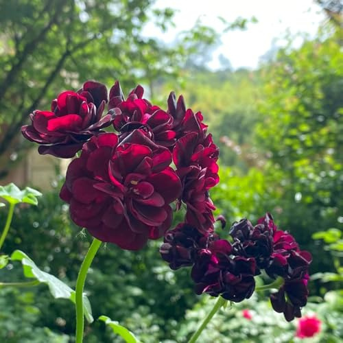 semi di geranio pelargonium appesi, perenni resistenti da giardino, d'appartamento aiuola, esotiche resistenti di campo, 300pcs