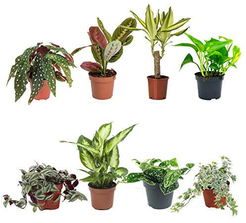 DECOALIVE Set Plantas Interior Alto Contraste V: Begonia Maculata, Maranta Leuconeura, Troco de Brasil, Pothos, Tradescantia, Dieffenbachia, Scindapsus y Hiedra Variegata