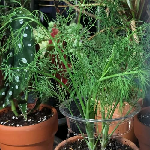 aneto, resistenti in vaso semi di aneto decorazioni giardino per esterni tappezzanti semi di interno balcone 850semi