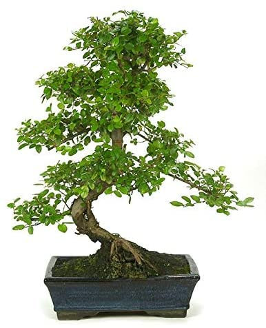 Sageretia Theezans Bonsái 6 Años Sageretia o Ciruelo Dulce Chino