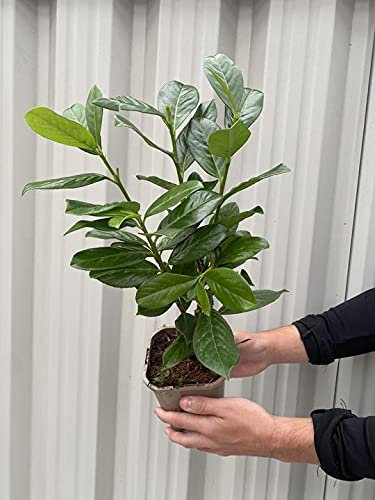 Laurel Hedging | 1.2ft Cherry Laurel | Evergreen Hedging | You Will Receive 2 Plants |