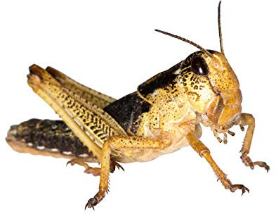 Feeders & More - Heuschrecken - Wanderheuschrecken SUBADULT - 50 Stück - Lebendfutter Insekten Wanderheuschrecken - Futter für Reptilien, Bartagamen und Amphibien - Futterinsekten & Haustierfutter