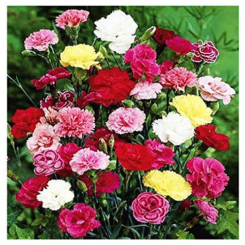 Grenadin Double Mix Carnation Seeds - 275 Seeds - 8 Week Blooming Period - All Zones