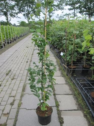Carpinus betulus Lucas - Säulen Hainbuche Lucas 100-125cm