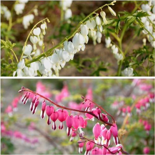 Dicentra White & Pink mix (4 Pflanzen), Riesen-Zierlauch Giganteum, mehrjährig, winterhart duftend wurzelnackt aus Holland für Garten, Topf (keine Zwiebeln, kein Samen, nicht künstlich)