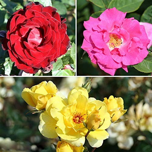 YouGarden Climbing Rose Collection, Three Varieties of Professional Quality Bare Root Bushes, Ready to Plant