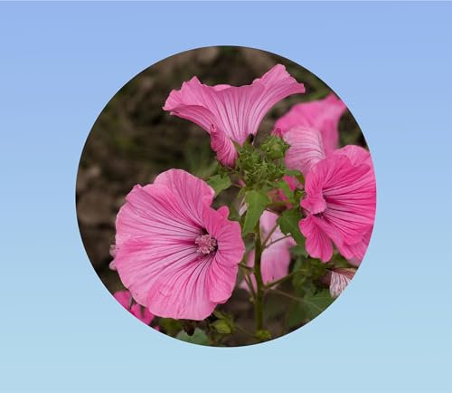 300 graines de lavatere loveness rose - mauve royale -