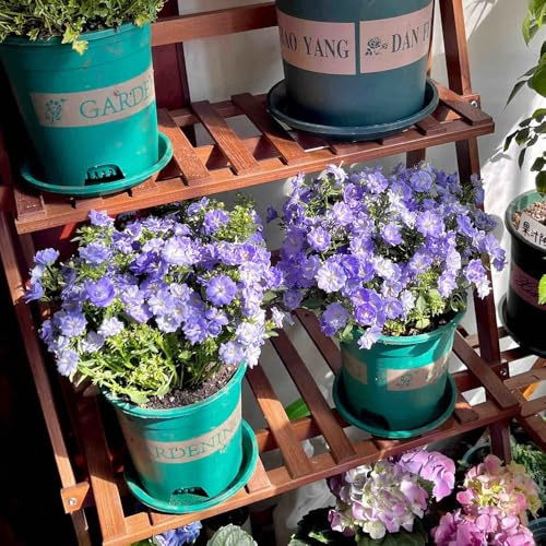 Semillas de campanilla - Campanula Medium,bellamente brillantes con de jardín,decoración de sala de estar.100pcs