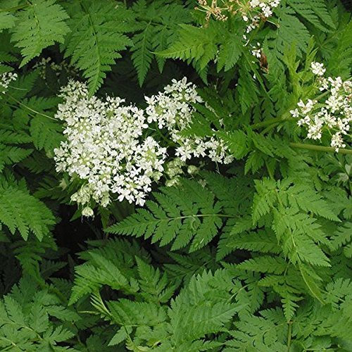 1g / 250 Semi di cerfoglio:Seeds