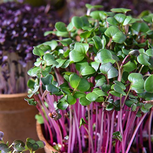 Microgreens Radish (Leaf) Sangria 1 Packet (200 Seeds) by Thompson and Morgan