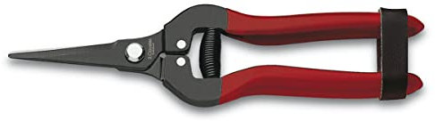 3 Claveles - Tijera Limpia Uvas Recta de 19 cm, negra con Mango Rojo, cierre de seguridad, para recolección y vendimia