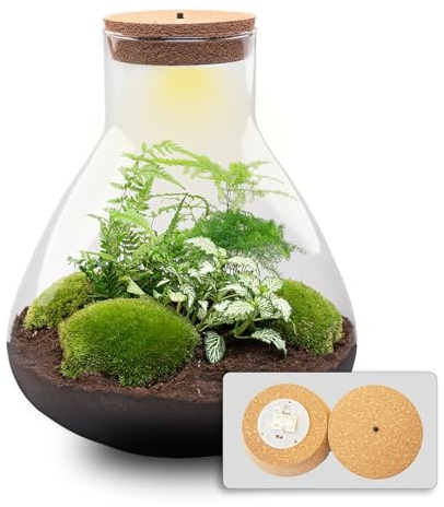 Kit DIY Terrarium • Sam XL • Écosystème avec Plantes • ↑ 35 cm