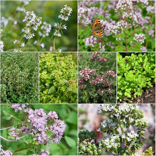 semillas de mejorana - semillas de resistentes para el jardín decorativas, perennes, resistentes balcón jardín 160pcs