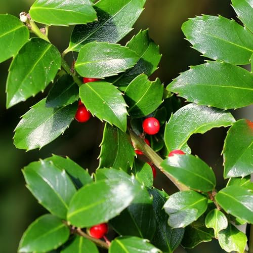 Acebo Ilex Blue Maid – Hoja verde – Planta de seto – 8 plantas – 1 metro lineal – Verde perenne – Maceta 9 cm Altura 25 – 30 cm