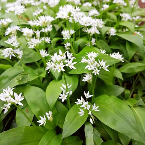 semillas de ajo silvestre organicas - exóticas jardín variedades antiguas balcón 500pcs