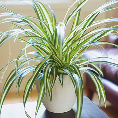 Premium Chlorophytum Variegatum | Evergreen Potted Spider Plant for Sale