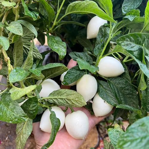 semi di melone pera, semi rari vecchie varietà di frutteto da balcone per giardinieri serre da balcone frutto colonnari frutto colonnare 85pcs