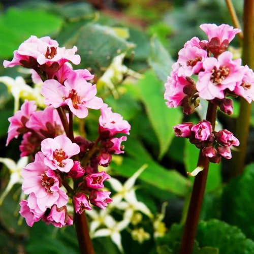 semi di Bergenia, Decorazione per balcone e giardino Bergenie per resistenti 150pcs