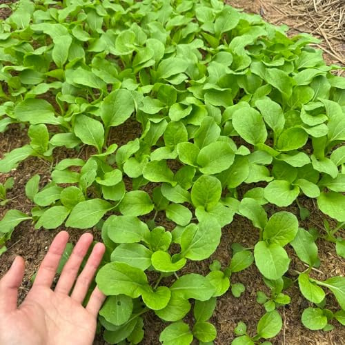 semillas de pak choi decoración invernadero antiguas variedades 300pcs