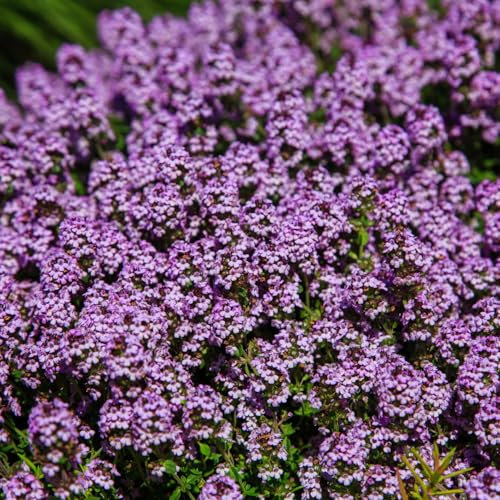 PREMIER SEEDS DIRECT - Thyme - Purple Creeping - 0.75 GRAM Approx - Thymus SERPYLLUS