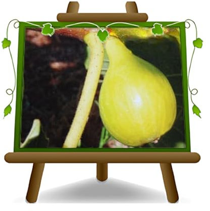 EURO PLANTS VIVAI Fico Fillacciano – Pianta da Frutto Antico su Vaso: ø 20 cm. - *Altezza: 150-170 cm. - Età 2 Anni