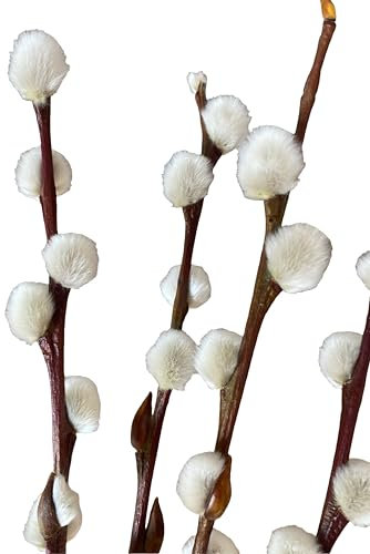 Airboom Bund echte frische Weidenkätzchenzweige natürliche Palmkätzchen 70cm Salix Hochzeitsdeko Osterdeko Frühlingsstrauß (20 Zweige)