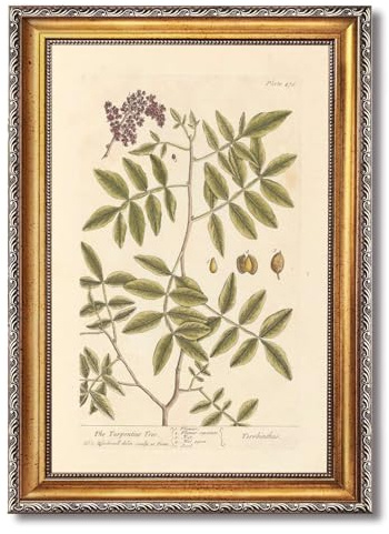 Vintage Framed Botanical Turpentine Tree Wall Art Canvas Print Oil Paintings Reproduction World Classics Rustic Artwork Poster Painting Wall Decor Elegant for Living Room Bedroom Office (Retro Framed,12Lx16W)