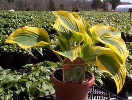 Hosta Clifford's Forest Fire