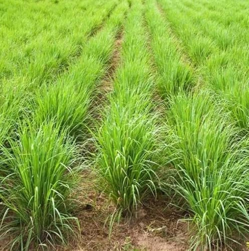 Semillas para el Cultivo de Lemon Grass, Hierba Limón o Citronela