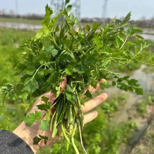 crescione biologico esotiche da balcone rialzate semi di crescione verdi da giardino aromatiche invernali, aromatiche sostenibili giardino 160semi
