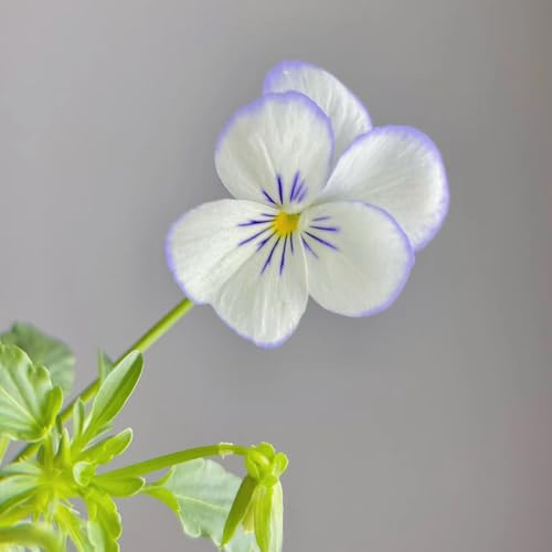 semi di viola del pensiero in vaso per l'arredamento dell'ufficio d'appartamento decorazioni giardino esterni recisi varietà antiche interno raro 600pcs