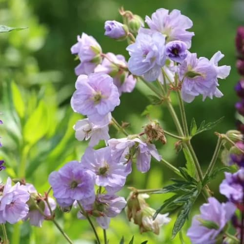 Semi di Geranio, giardino Geranio wilfordii, esotici selvatici semi di rare semi di da esterno resistenti 500pcs