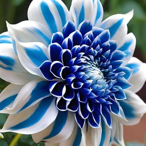 Dalia - Resistente, Perenne/Grandi Dimensioni/Ideale per Giardini e Balconi/Adatta ai Principianti-2Rizomi-C