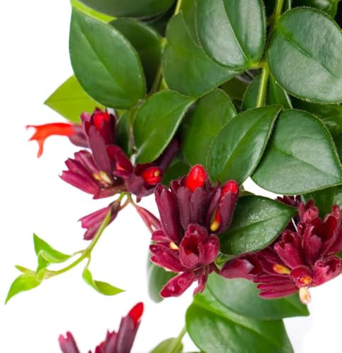 USP-Tradex Lipstick Plants – Set of 2, 2-3 ft. High