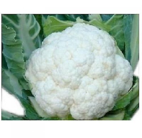 CAVOLFIORE PALLA DI NEVE NR.300 SEMI