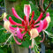 Haloppe 100 Pz Caprifoglio Fiori Piante Semi Per Giardino Domestico Piantare, Semi Semi Di Fiori Di Caprifoglio Fresco Semi Di Caprifoglio