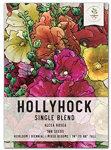 Seed Needs, Single Blend Hollyhock Seeds - 100 Heirloom Seeds for Planting Alcea rosea - Biennial Open Pollinated Flowers to Attract Butterflies & Bees to The Garden (1 Pack)