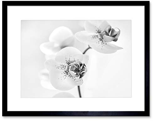 Wee Blue Coo Photo Nature Plant Orchid Flower Black White Framed Wall Art Print