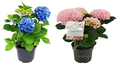 Dos Hortensias - Hydrangea Rosa + Hydrangea Azul - Plantas Naturales