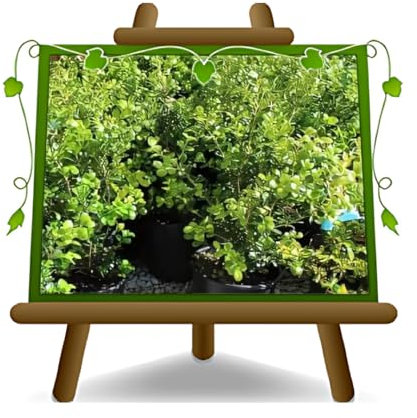 EURO PLANTS VIVAI Bosso Buxus Pumila Plante de haie basse - sur pot de 11 x 11 cm. - Hauteur 30-40 cm