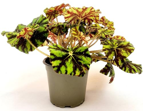 POWERS TO FLOWERS - BEGONIA REX TIGER IN VASO 12cm DIAMETRO, pianta vera