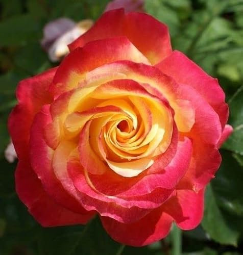 Pullman Orient Express®, rosa viva di Rose Barni®, rosa in vaso Prestigio, fiori grandi, medio profumo, colore giallo orlato rosa, cod 71226.